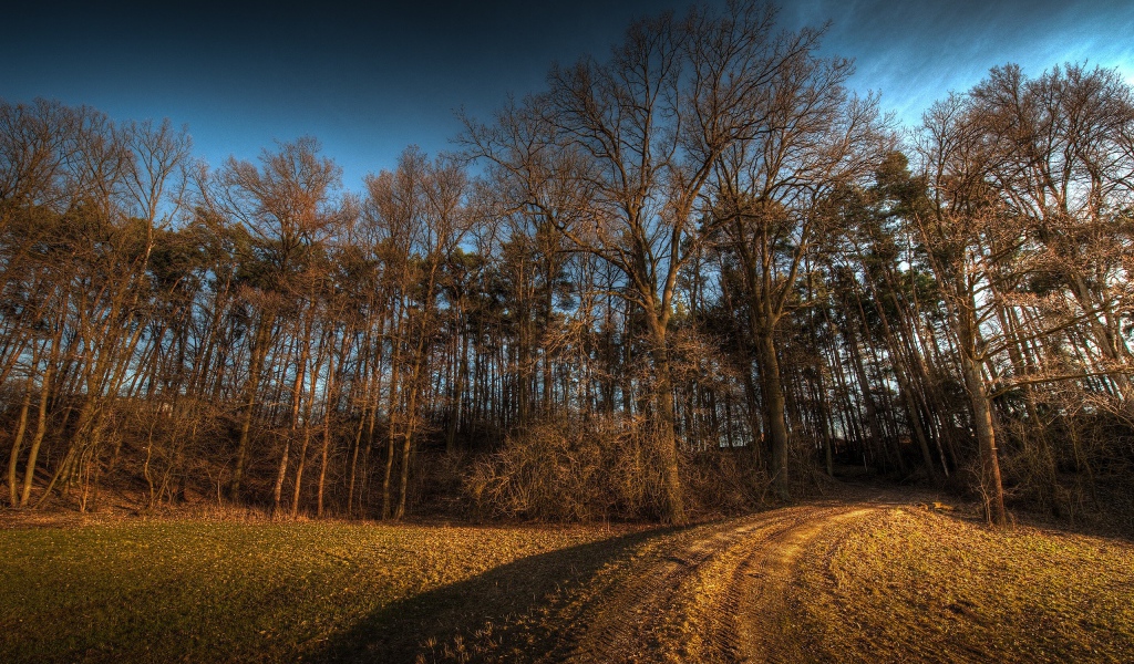 Дорога в лес