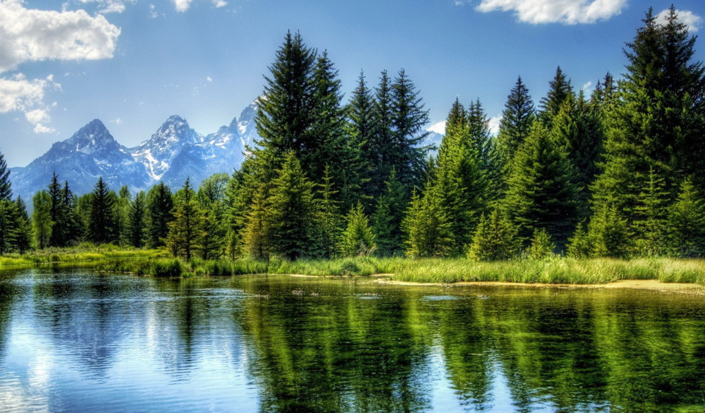 Ели на фоне гор