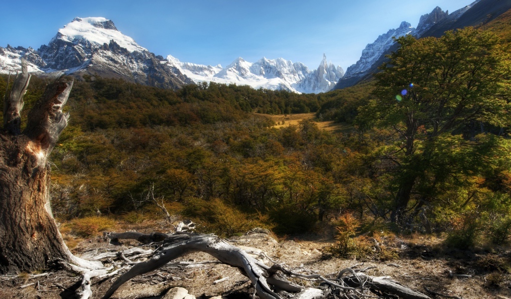 Лес и снежные вершины