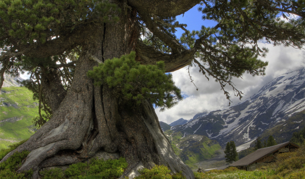 Огромная сосна