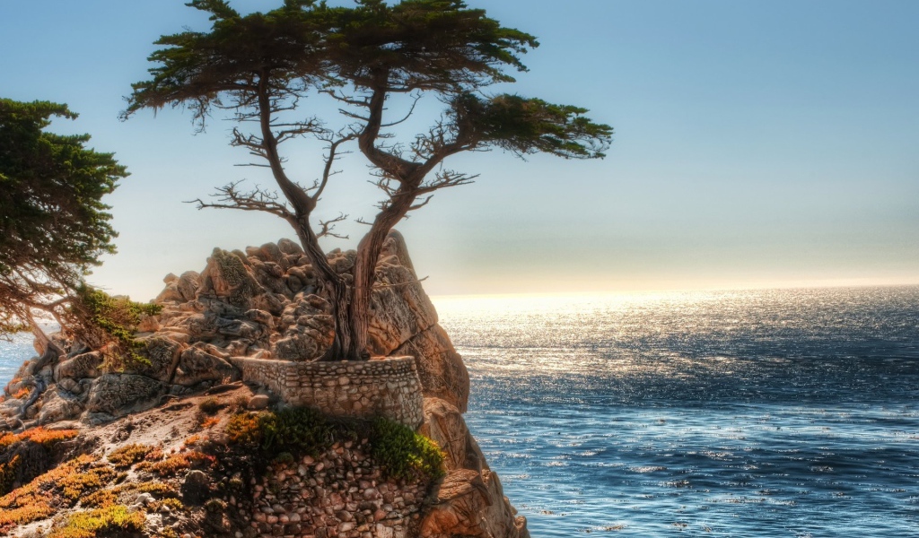 Дерево на краю скалы