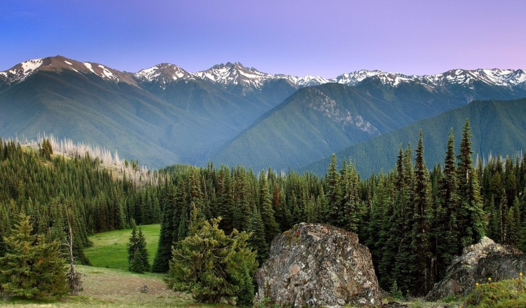 Лес на горных вершинах