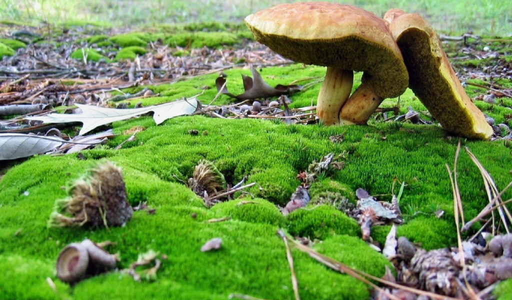 Грибы среди мха