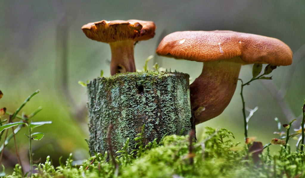 Грибочки на пне