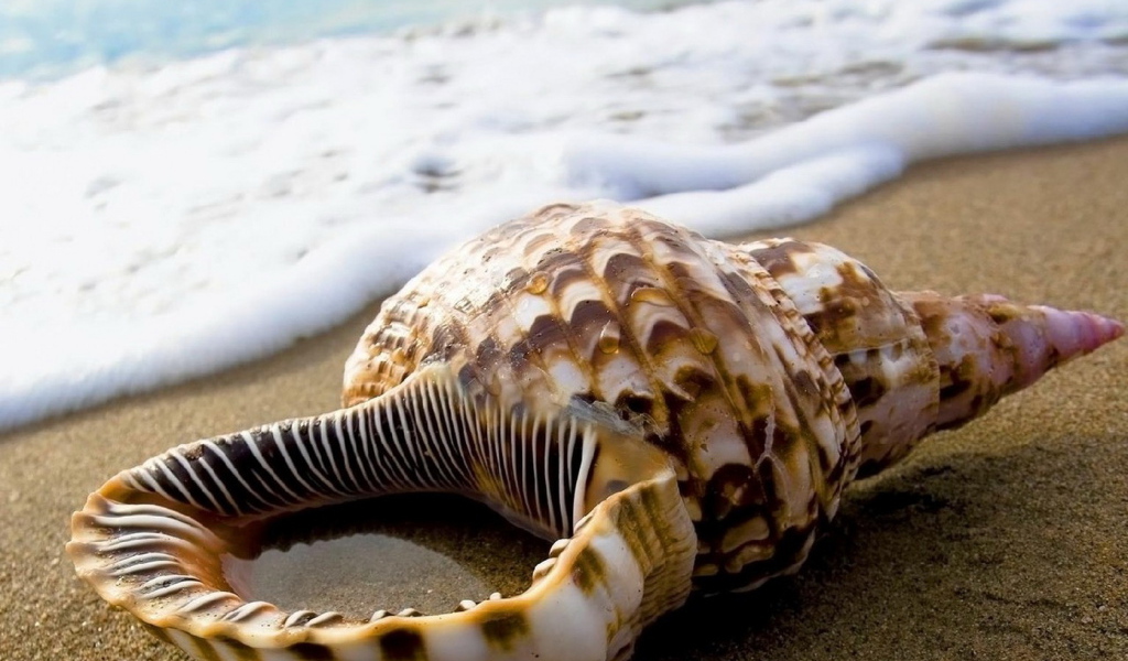 Ракушка на песке