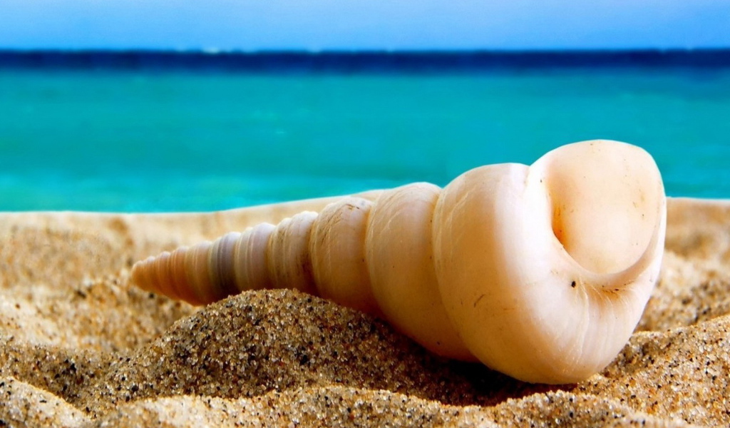 Ракушка на песке