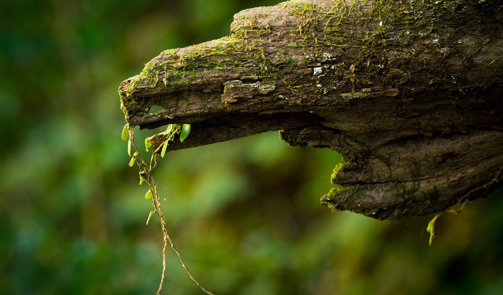 Дряблое бревно