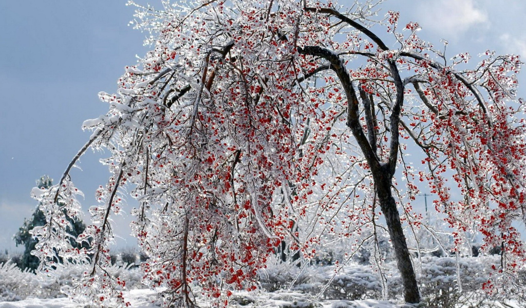 Калина красная