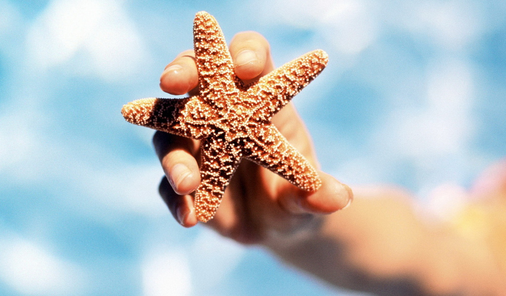 Морская звезда