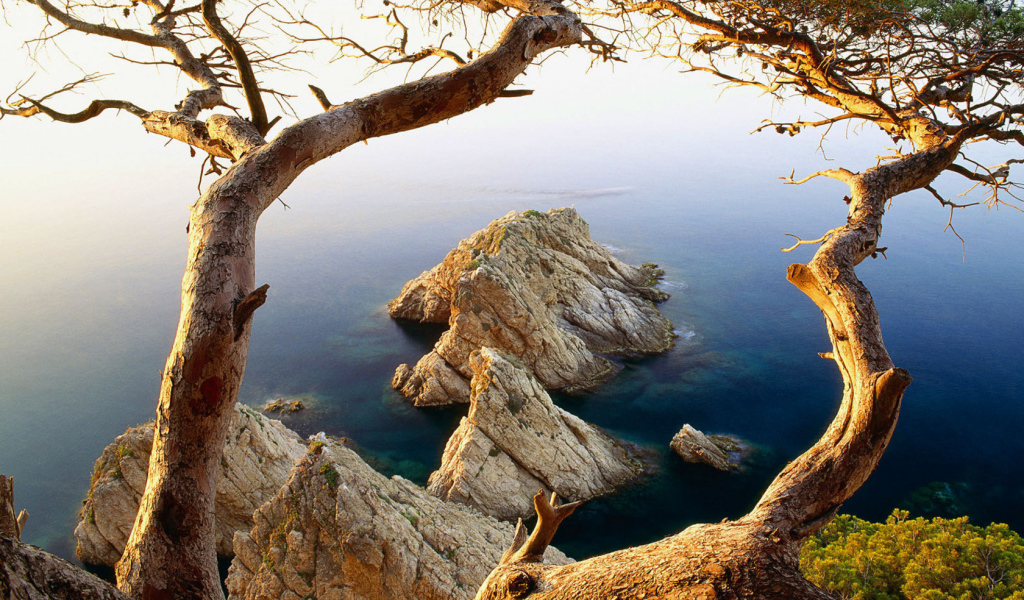 Дерево на обрыве