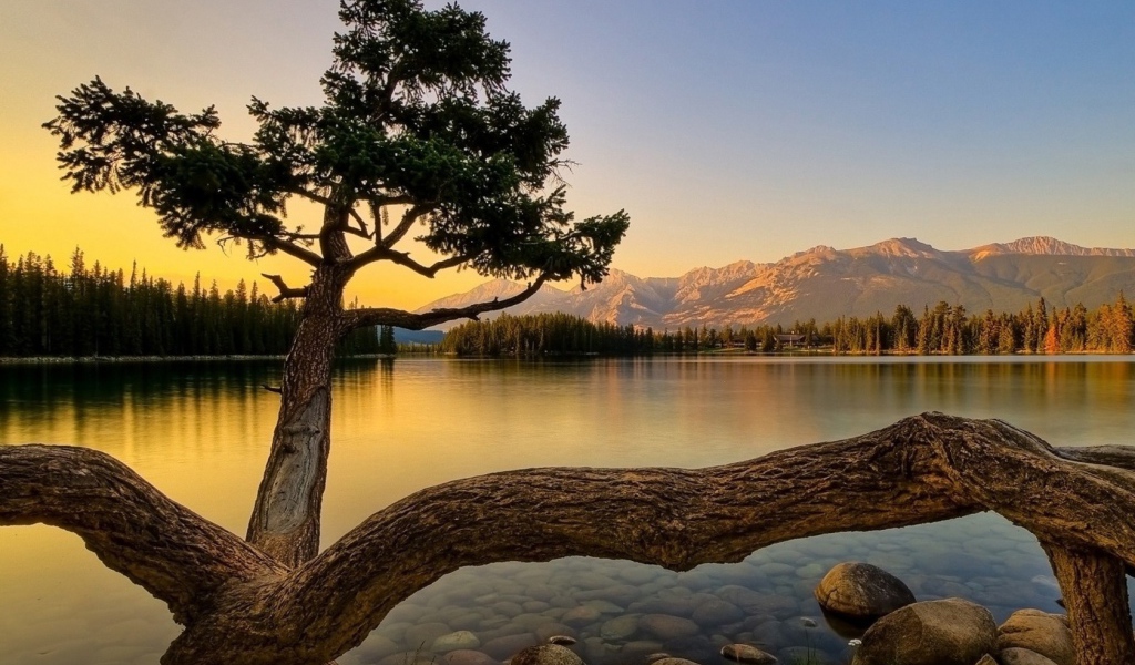 Дерево на берегу