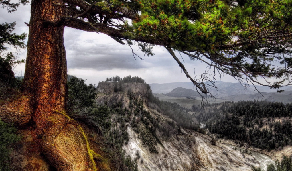 Деревья на склоне