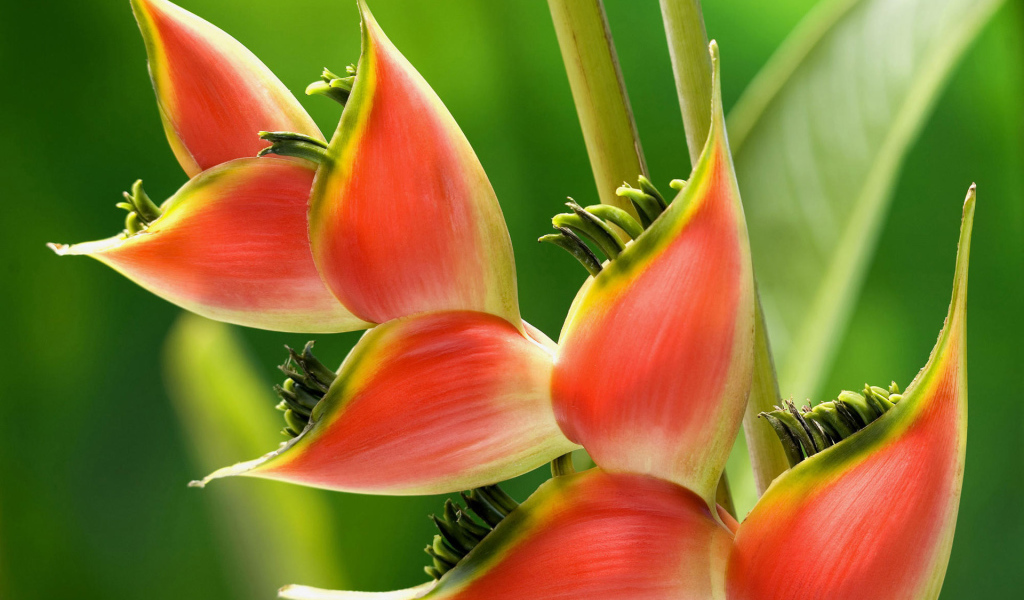 Красивое растение