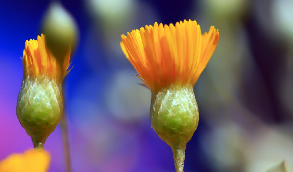 Распускаясь