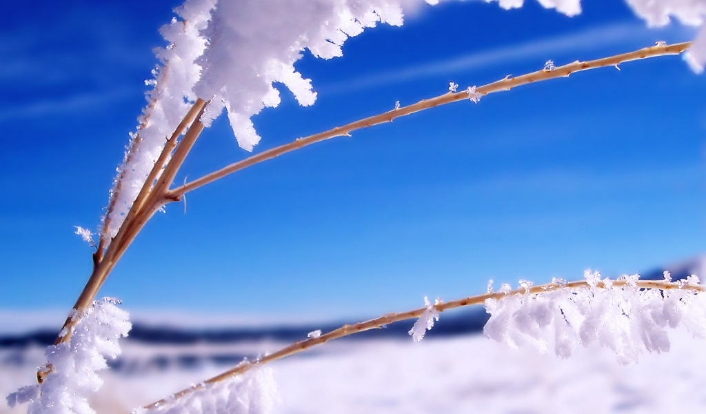 Ветка в инее