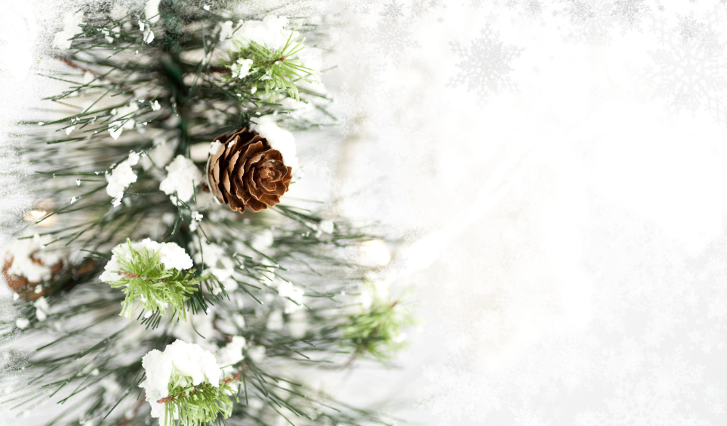 Ветка с шишкой