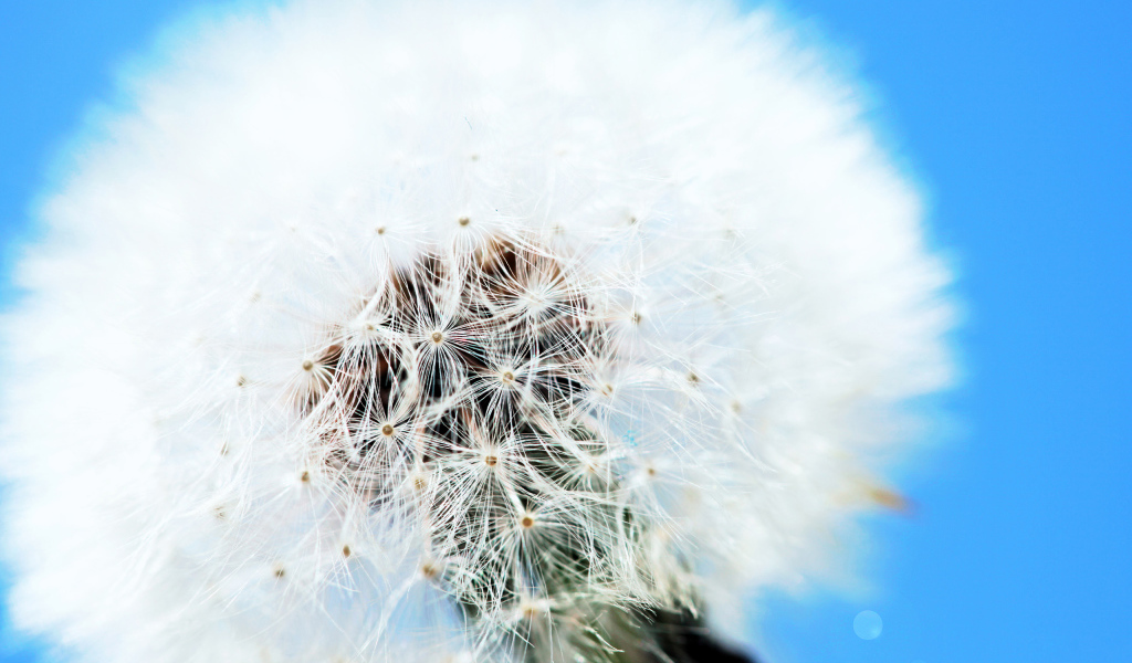 Одуванчик