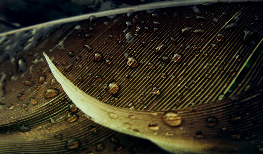 Капли на осеннем листе