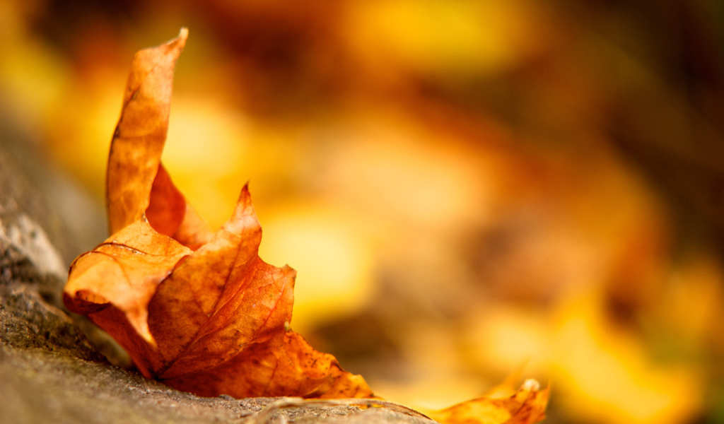 Высохший кленовый листок