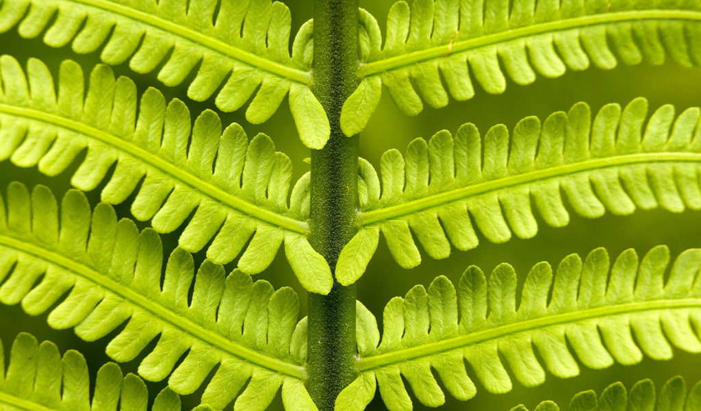 Папоротник