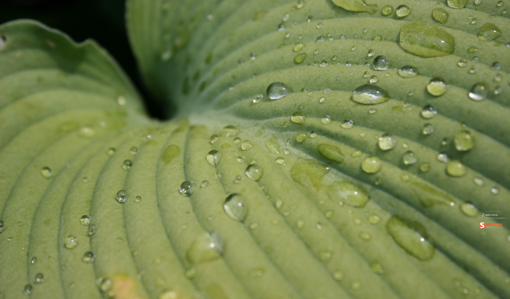 Зеленый лист после дождя