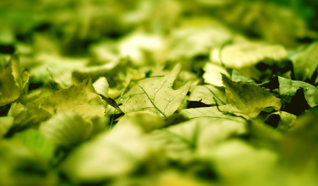 Зеленые листья