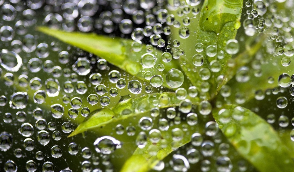 Листья под дождем