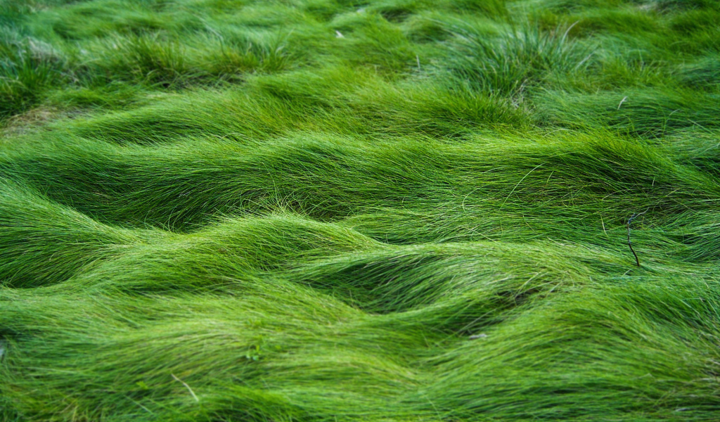 Заросший газон