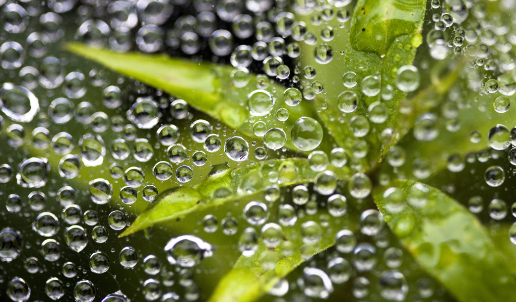 Растение под водой