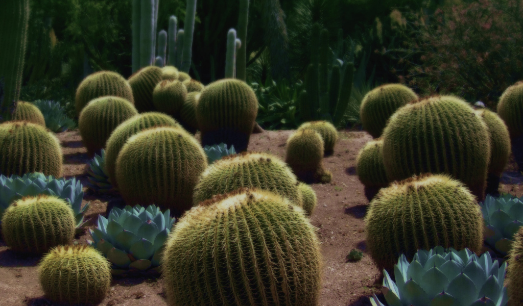 Колючие кактусы