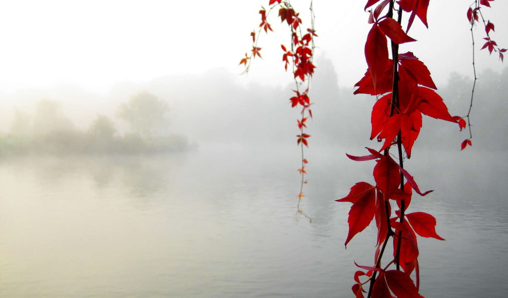 Красный клен