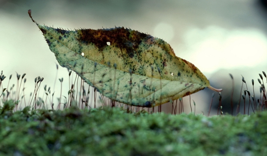 Лист на траве