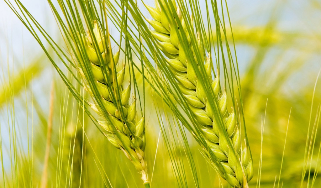 Колоски в поле