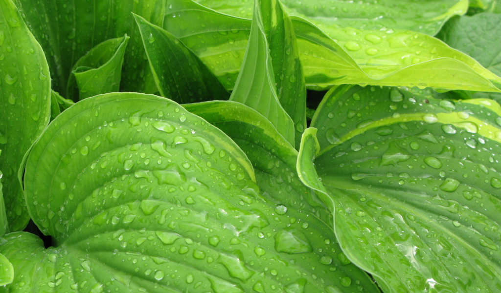 Листья после дождя