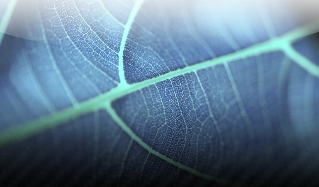 Прозрачный листик