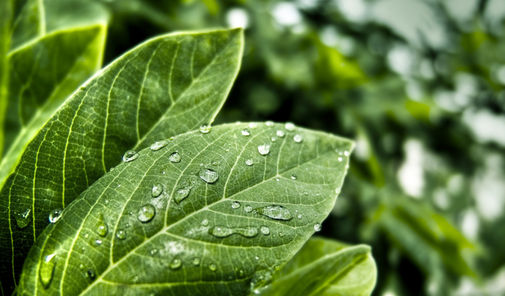 Мокрые листья