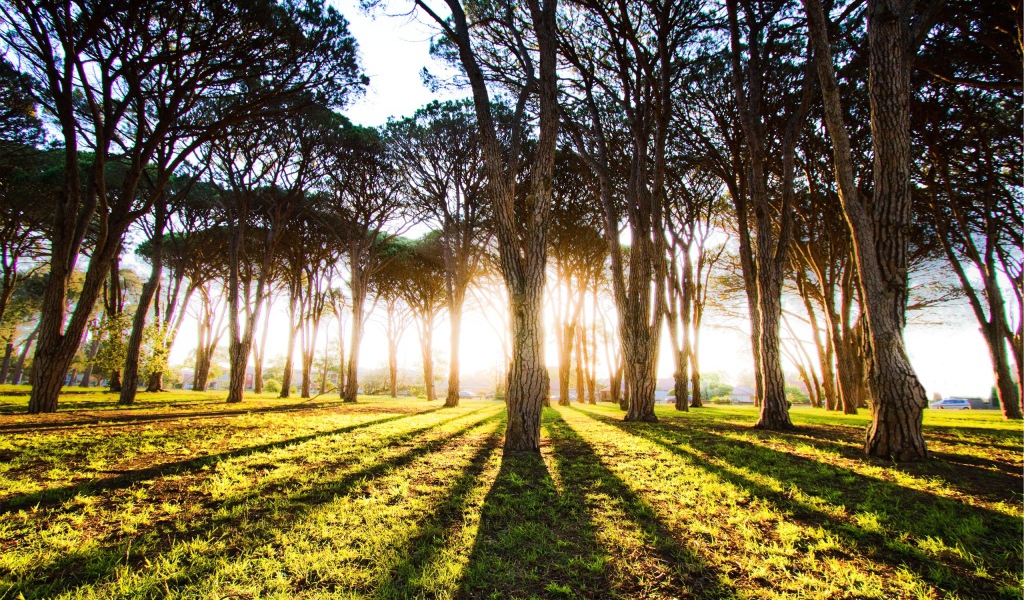 Длинные тени деревьев