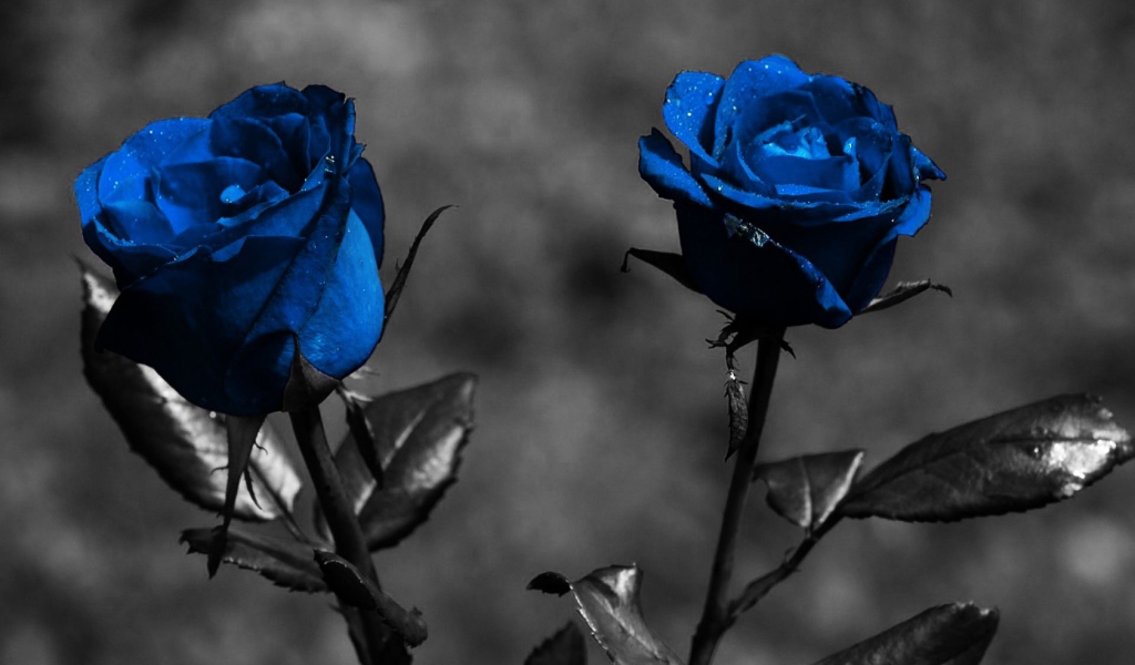 Голубые розы