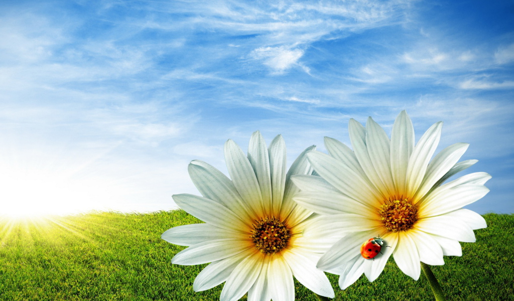 Ромашки в поле