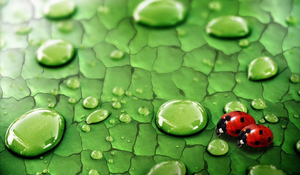 Божья коровка и дождевые капли