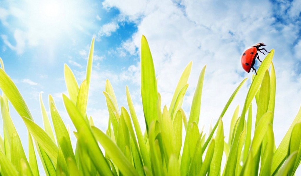 Божья коровка