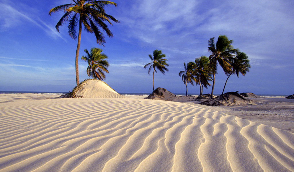 Пляж и пальмы в Бразилии