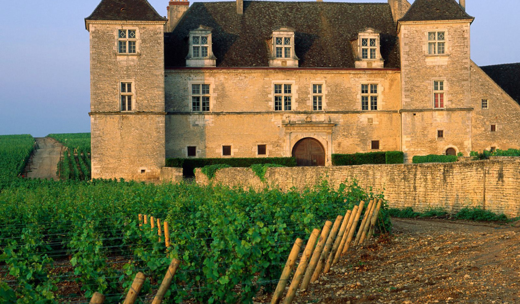 Виноградник возле замка