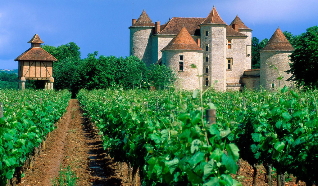 Франция Виноградник