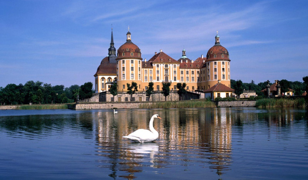 Лебеди на озере