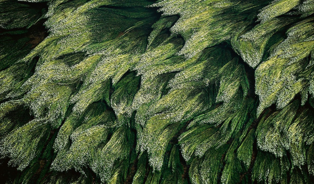 Трава в Луире