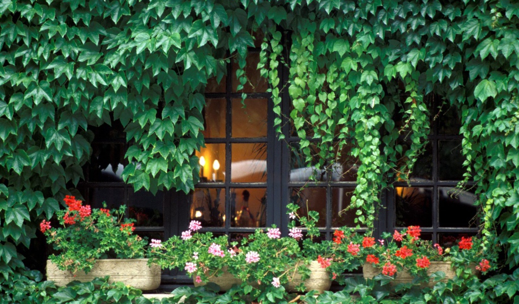 Заросли на домике