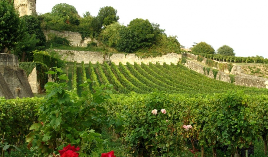 Виноградник