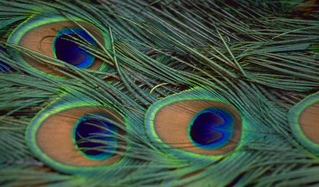 Перья павлина
