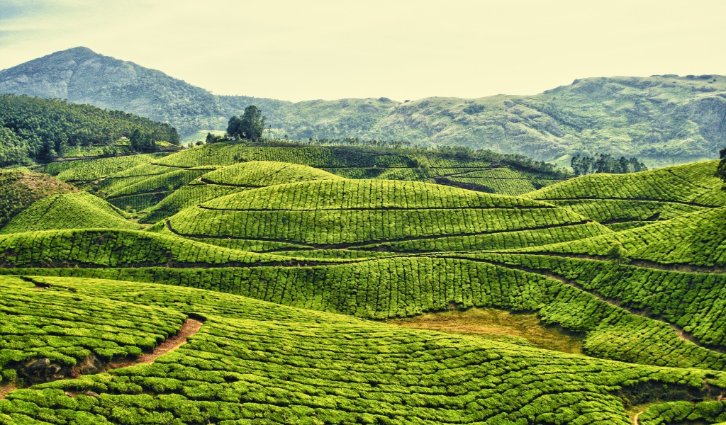 Плантации в Индии